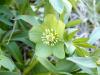 Helleborus odorus